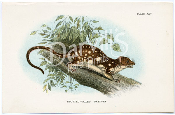 Spotted-tailed Dasyure