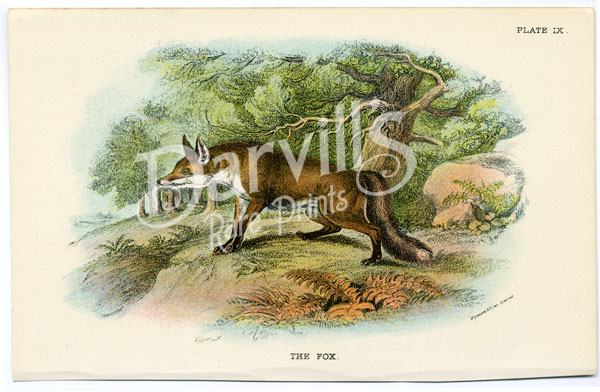 The Fox