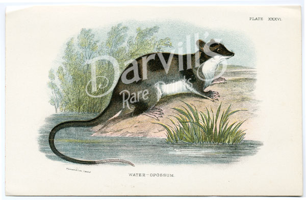 Water Opossum