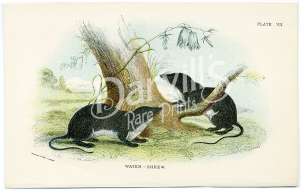 Water-Shrew