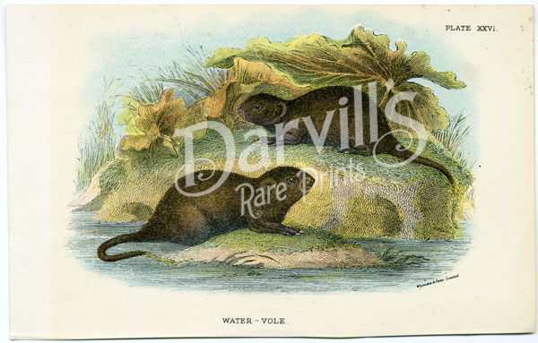 Water-Vole