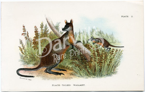 Black-tailed Wallaby