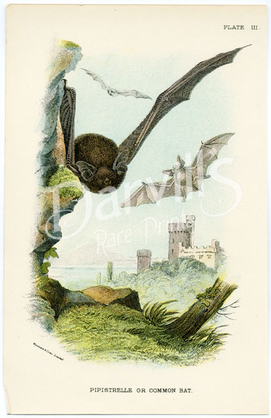 Common Bat