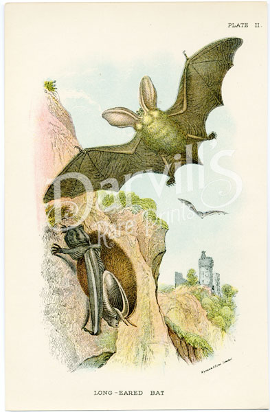 Long-eared Bat