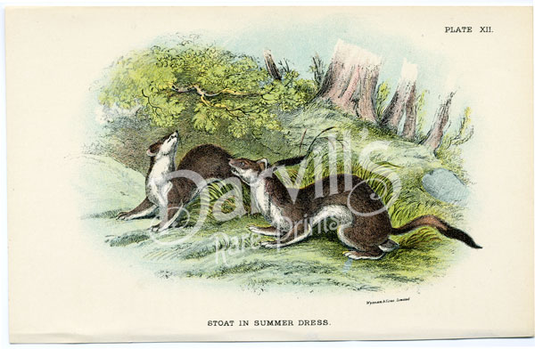 Stoat in Summer Dress