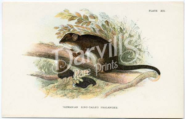 Tasmanian Ring-Tailed Phalanger