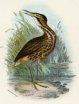 Bittern