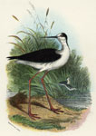 Black-winged Stilt