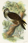 Common Buzzard (Hawk)