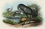 Common Crane