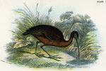 Glossy Ibis