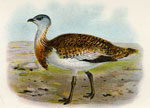 Great Bustard