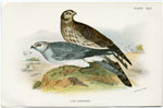 Hen Harrier