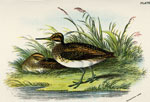 Jack Snipe