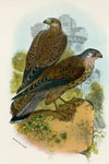 Kestrel