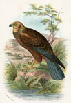 Marsh Harrier