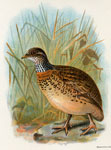 Plain-collared Wanderer