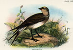 Pratincole