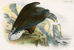 White-tailed Sea Eagle