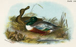 Shoveler Duck