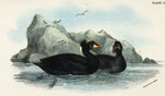 Surf Scoter