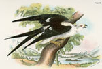 Swallow-tailed Kite