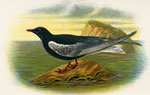 White-winged Black Tern