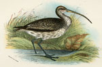 Common Curlew