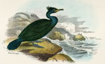 Shag (Green cormorant?)