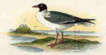 American Lauging Gull