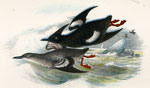 Black Guillemot