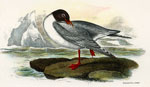 Black-headed Gull