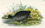 Common Coot