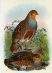 Common Partridge