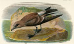 Fork-tailed Petrel