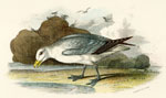 Fulmar