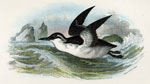 Guillemot