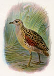 Land Rail