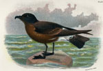 Madeira Petrel