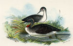 Red-throated Diver