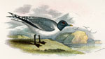 Sabine's Gull