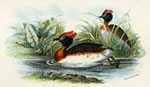 Sclavonian Grebe
