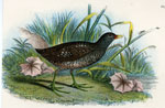 Spotted Crake