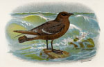 Storm Petrel