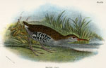 Water Rail