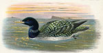 White-billed Diver Loon