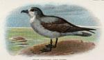 White-throated Grey Petrel