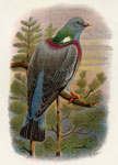 Wood Pigeon