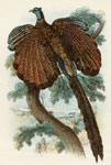 Argus Pheasant