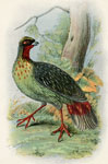 Blood Pheasant